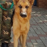 K9 Blaze