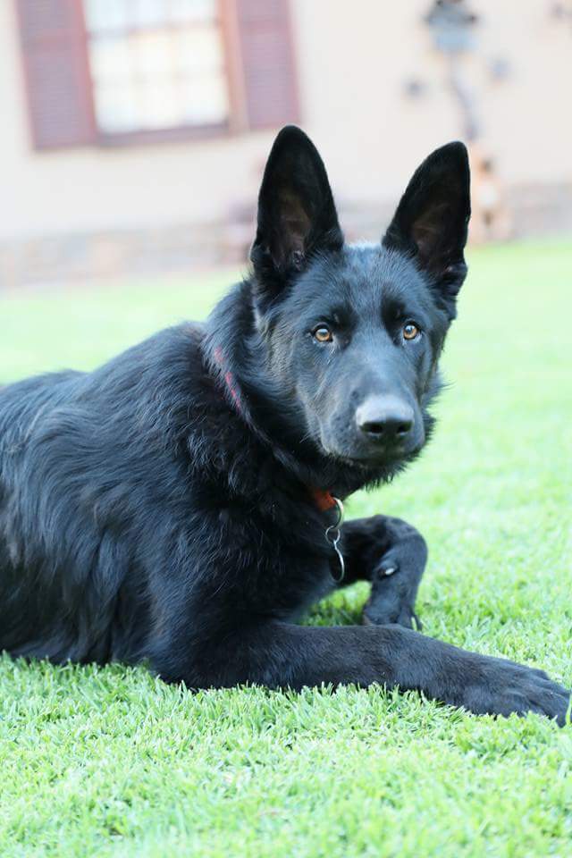 K9 Eva