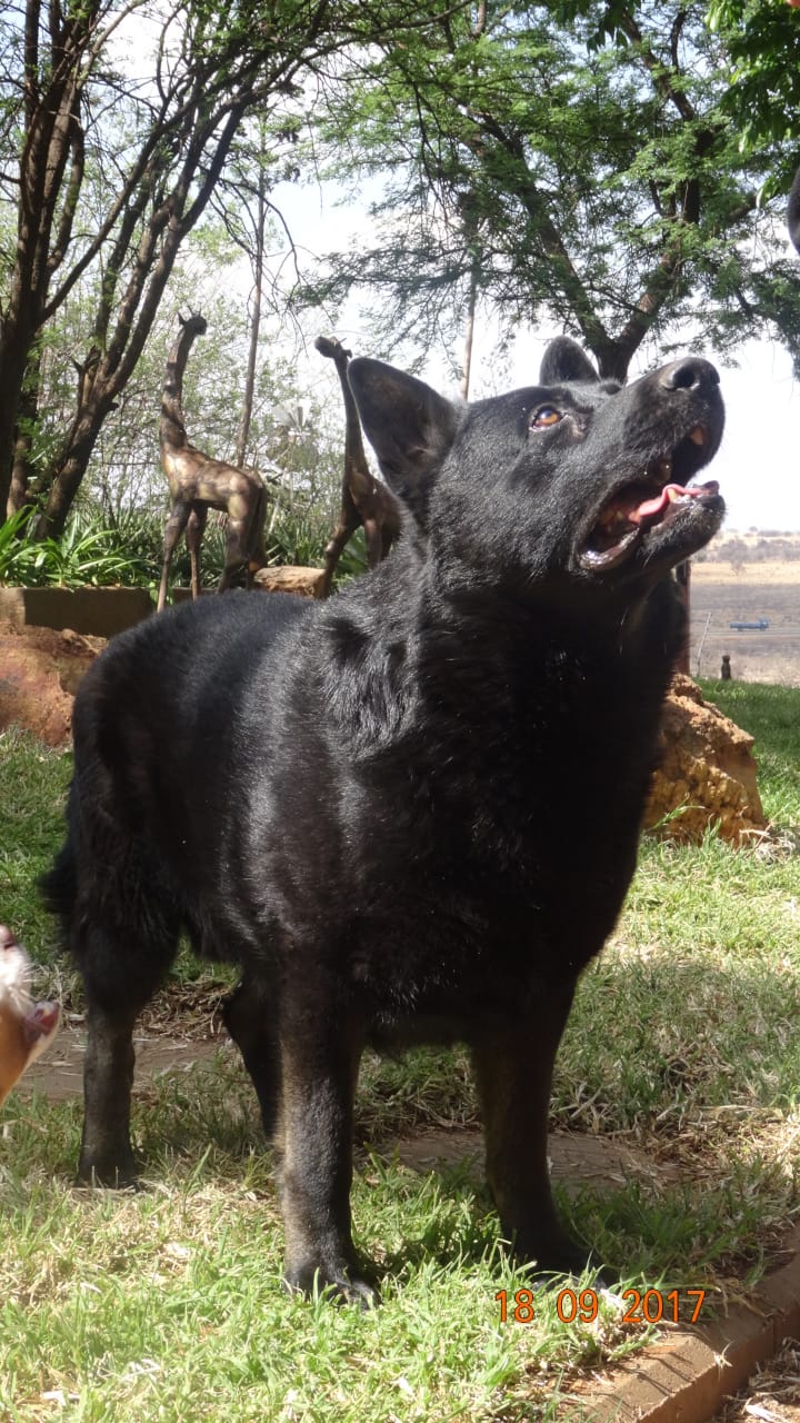 K9 Hitler