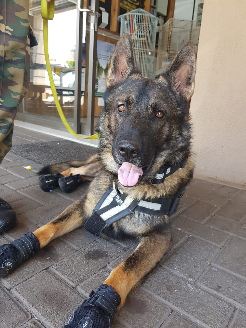 K9 Kufa